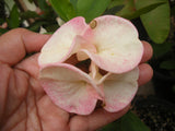 Euphorbia Milii SEXY PINK Crown of Thorns Corona De Cristo Cactus Poysean