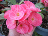 Euphorbia Milii THAI MILLIONAIRE (Sethee Muang Non) Crown of Thorns Corona De Cristo Poysean