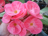 Euphorbia Milii THAI MILLIONAIRE (Sethee Muang Non) Crown of Thorns Corona De Cristo Poysean