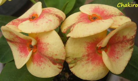 Euphorbia Milii CHAKIRO Crown of Thorns Coronas de Cristo Cactus/Succulents