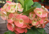 Euphorbia Milii PRINCE OF ORANGE Crown of Thorns Corona de Cristo Succulents Tropicals