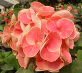 Euphorbia Milii SNOWFIRE Crown of Thorns  Corona de Cristo