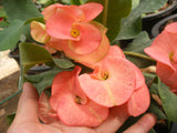 Euphorbia Milii TOASTED HONEY (Chai Nat) Crown of Thorns Coronas de Cristo Cactus/Succulents Tropicals