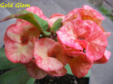 Euphorbia Milii GOLD GLAM Crown Of Thorns Corona de Cristo Cactus