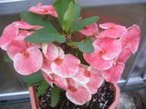 Euphorbia Milii PEKASH Crown of Thorns Corona de Cristo Tropical Rare