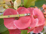 Euphorbia Milii PEKASH Crown of Thorns Corona de Cristo Tropical Rare