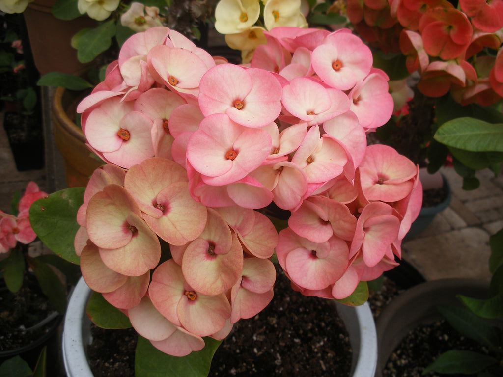 millionaire succulent Euphorbia Milii PINK MILLIONAIRE Crown of Thorns Corona de Cristo – Euphorbia Milii Garden (Crown Of Thorns)
