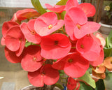 Euphorbia Milii RED VALENTINE Crown of Thorns Corona de Cristo Succulent