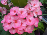 Euphorbia Milii SIAM BEAUTY Crown of Thorns Corona de Cristo Succulent