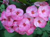 Euphorbia Milii SIAM BEAUTY Crown of Thorns Corona de Cristo Succulent