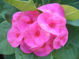 Euphorbia Milii SIAM VIOLET Crown of Thorns Corona de Cristo