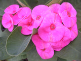 Euphorbia Milii SIAM VIOLET Crown of Thorns Corona de Cristo