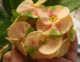 Euphorbia Milii PEACH DELIGHT Crown Of Thorns Cactus/Succulent Rare Tropicals