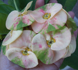 Euphorbia Milii PEACH DELIGHT Crown Of Thorns Cactus/Succulent Rare Tropicals