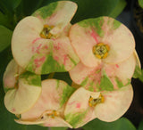 Euphorbia Milii PEACH DELIGHT Crown Of Thorns Cactus/Succulent Rare Tropicals