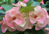 Euphorbia Milii PINK PASSION Crown of Thorns Corona de Cristo