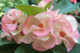Euphorbia Milii PINK PASSION Crown of Thorns Corona de Cristo