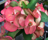 Euphorbia Milii PINK PASSION Crown of Thorns Corona de Cristo