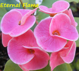 Euphorbia Milii ETERNAL FLAME Crown of Thorns  Corona de Cristo Succulent Tropicals