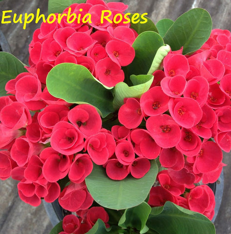 Euphorbia Milii EUPHORBIA ROSES Crown of Thorns Thai Hybrid
