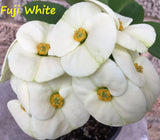 Euphorbia Milii FUJI WHITE Crown of Thorns Corona de Cristo Cactus/Succulents