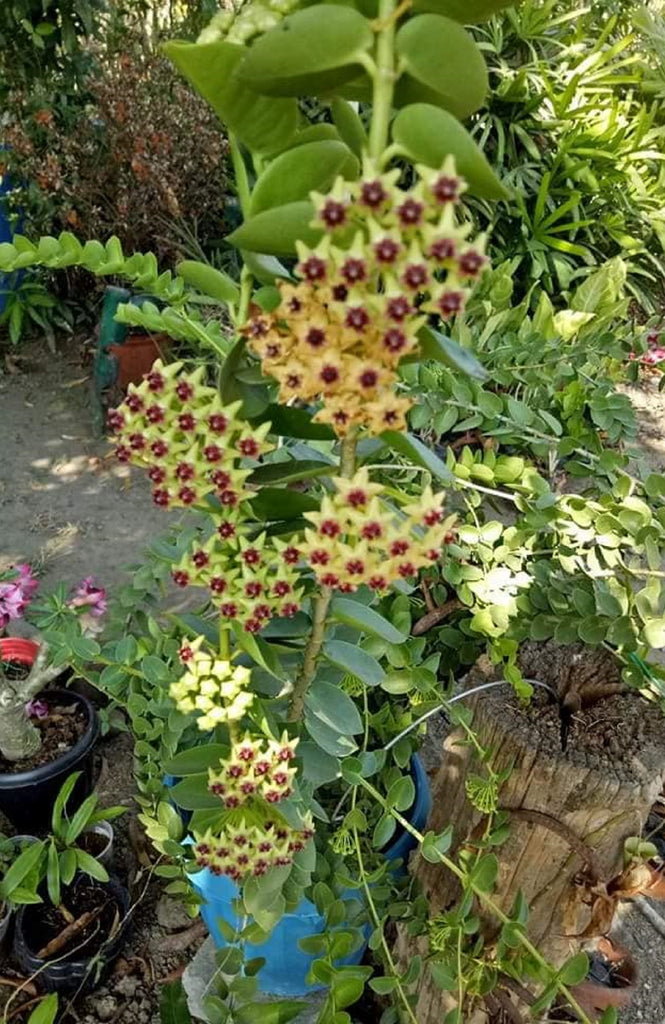 wax flower indoor plant Hoya Cummingiana Porcelain Flower Wax Vine Flor de Cera Indoor Plant – Euphorbia Milii Garden (Crown Of Thorns)