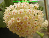 HOYA PACHYCLADA Wax Plant Planta de Cera Porcelain Flower Shade Garden Houseplant