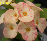 Euphorbia Milii HARLEQUIN Crown of Thorns Corona de Cristo Succulents Tropicals