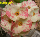 Euphorbia Milii HARLEQUIN Crown of Thorns Corona de Cristo Succulents Tropicals