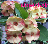 Euphorbia Milii NAMCHOK (Dream Land) Crown of Thorns Corona de Cristo Cactus/Succulent