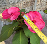 Euphorbia Milii GOOD LUCK Corona de Cristo Corona de Cristo Succulent Tropicals