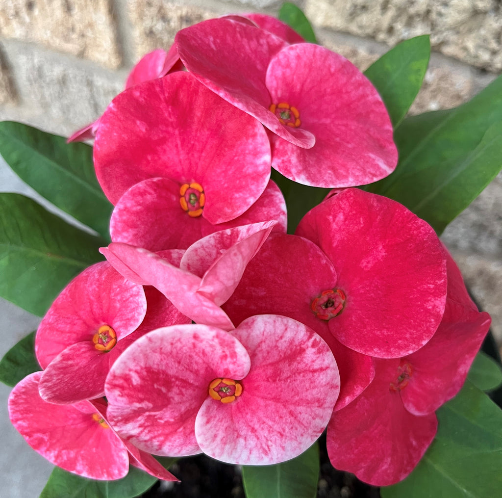 Crown of Thorns ‘Red Bouquet’ (Euphorbia milii hybrid)