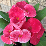 Euphorbia Milii QUEEN OF LUCK Crown of Thorns Corona De Cristo Poysean Thai Hybrid