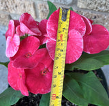 Euphorbia Milii QUEEN OF LUCK Crown of Thorns Corona De Cristo Poysean Thai Hybrid