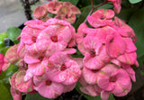 Euphorbia Milii QUEEN OF THOUSAND FLOWERS Crown Of Thorns  Poysean Corona De Cristo