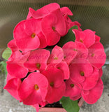 Euphorbia Milii WONDERFUL Crown Of Thorns Corona de Cristo