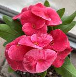 Euphorbia Milii QUEEN OF LUCK Crown of Thorns Corona De Cristo Poysean Thai Hybrid