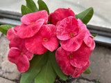 Euphorbia Milii QUEEN OF LUCK Crown of Thorns Corona De Cristo Poysean Thai Hybrid