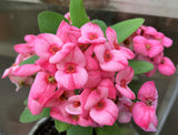 Euphorbia Milii PHAN PAKSAR Crown of Thorns Corona de Cristo