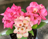 Euphorbia Milii PHAN PAKSAR Crown of Thorns Corona de Cristo