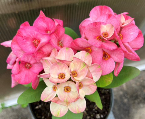 Euphorbia Milii PHAN PAKSAR Crown of Thorns Corona de Cristo