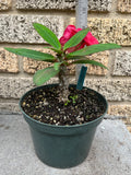 Euphorbia Milii VALENTINA Crown Of Thorns Corona de Cristo