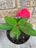 Euphorbia Milii VALENTINA Crown Of Thorns Corona de Cristo