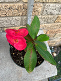Euphorbia Milii VALENTINA Crown Of Thorns Corona de Cristo