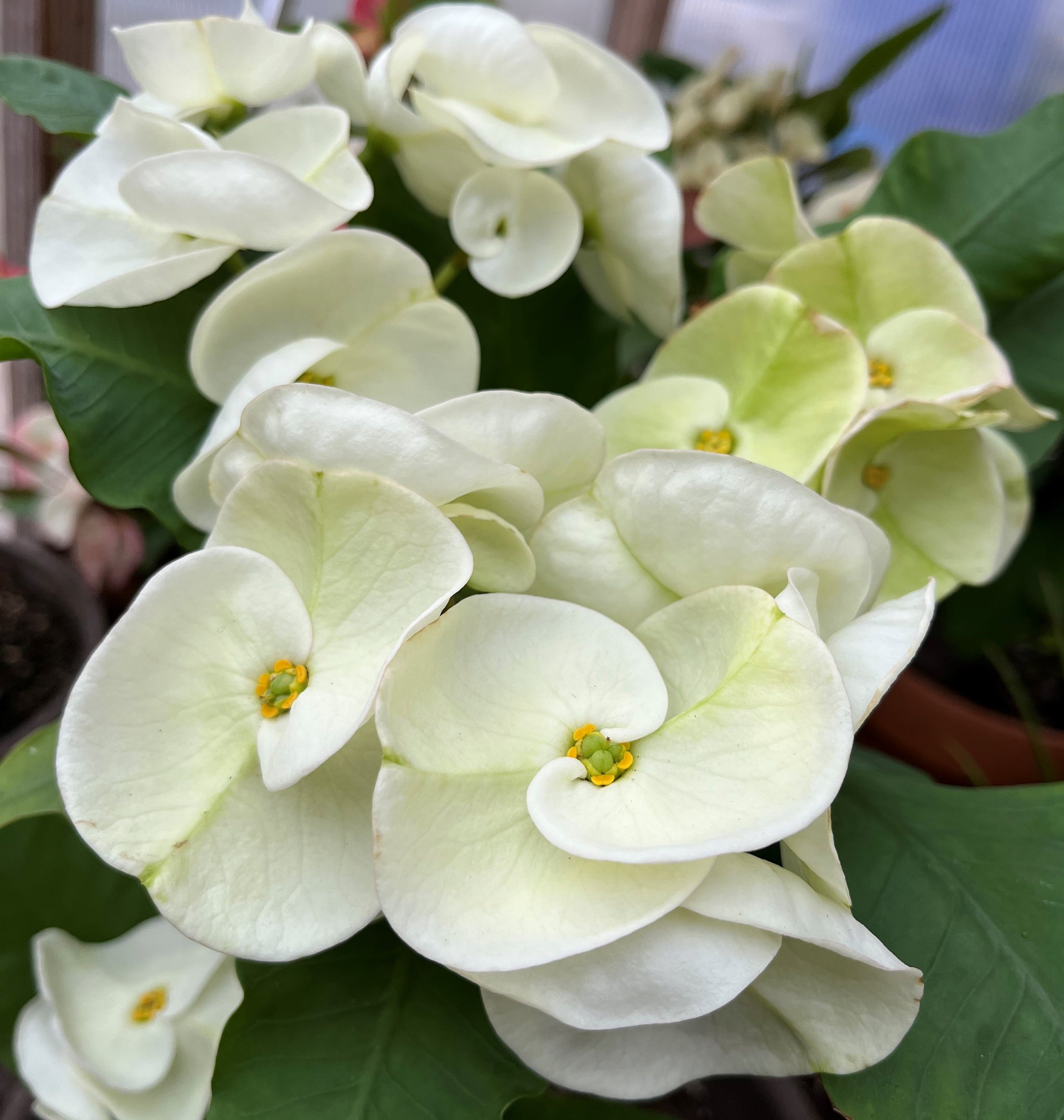 Euphorbia Milii MOONLIGHT JADE Crown of Thorns Corona de Cristo