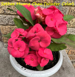 Euphorbia Milii SETHEE MUEANG CHAN Crown of Thorns  Poysean Corona de Cristo Giant.