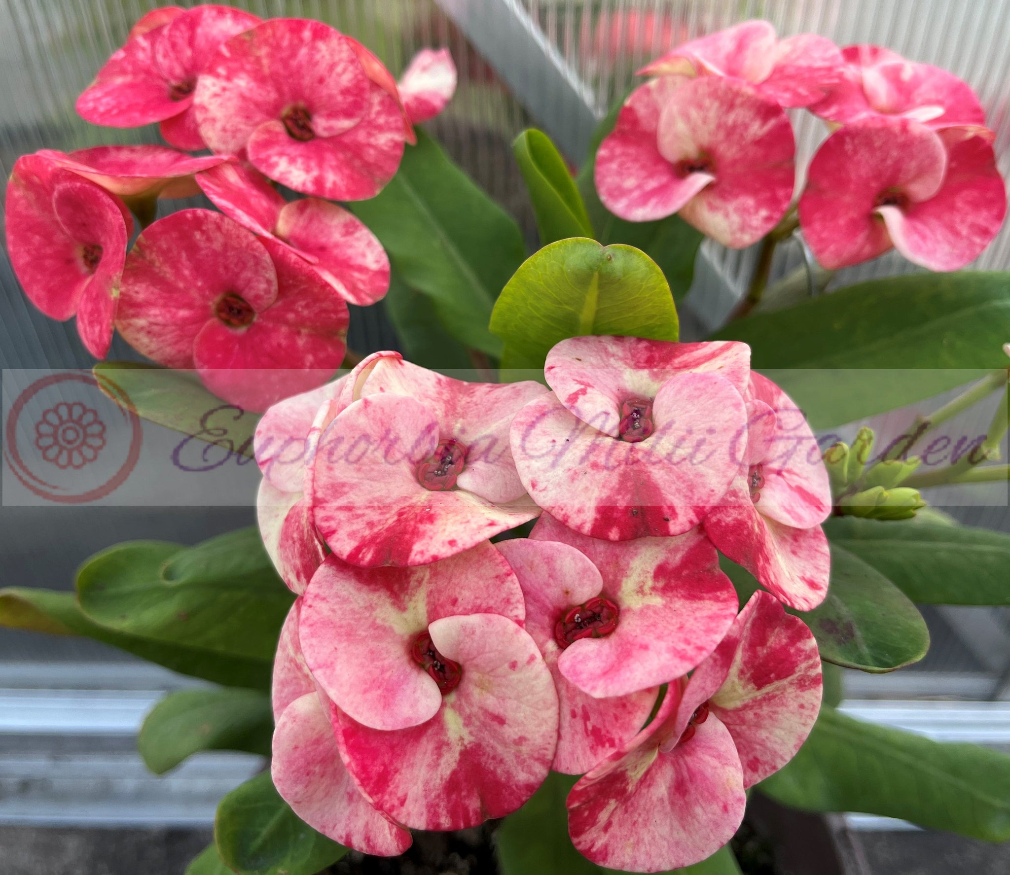 Euphorbia Milii MIDORI Crown of Thorns Corona De Cristo Poysean