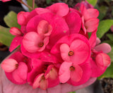 Euphorbia Milii GREAT LEGACY Crown of Thorns Corona de Cristo New Variety