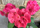 Euphorbia Milii GOOD LUCK Corona de Cristo Corona de Cristo Succulent Tropicals