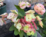 Euphorbia Milii YELLOW MILLIONAIRE Crown of Thorns Corona de Cristo